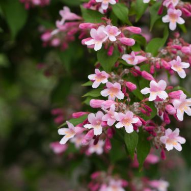Dronningebusken - Dronningen af prydbuske